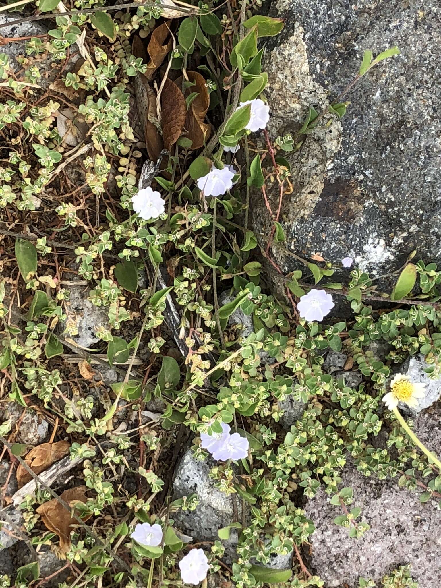 Image of Dwarf Bindweed