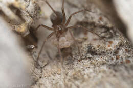 Image of Pholcophora americana Banks 1896