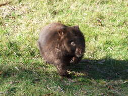 Image of Bare-nosed Wombats