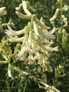 Imagem de Astragalus racemosus Pursh