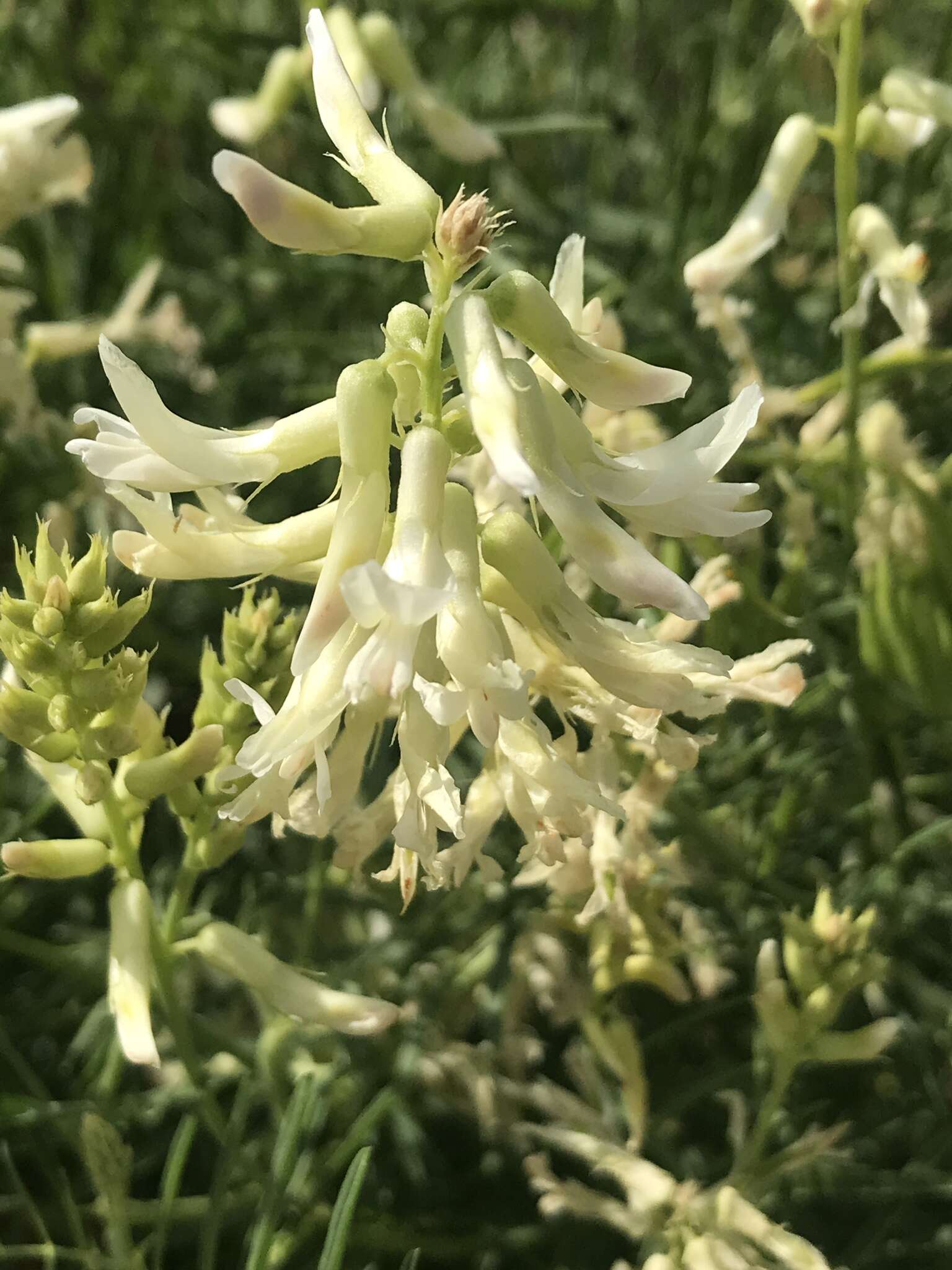 Imagem de Astragalus racemosus Pursh