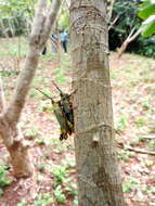 Image of Variegated grasshopper