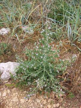 Image of Echium italicum subsp. biebersteinii (Lacaita) Greuter & Burdet