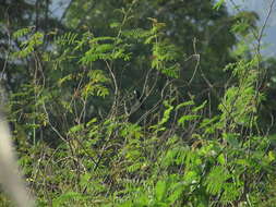 Image of Nicaraguan Seed Finch