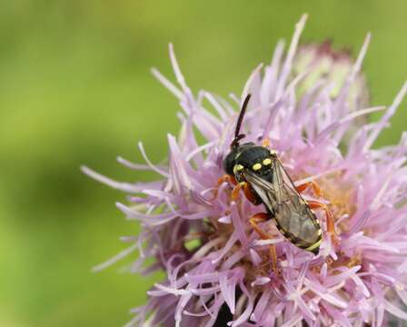 Image of Nomada flavopicta (Kirby 1802)