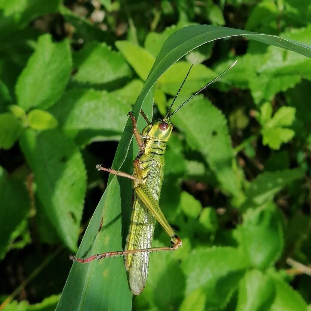 Слика од Adimantus cubiceps (Gerstaecker 1873)