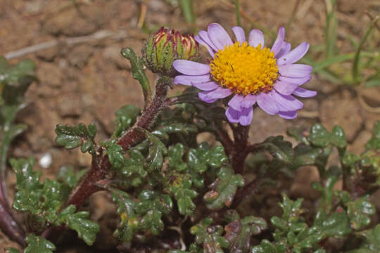 Image de Afroaster erucifolius (Thell.) J. C. Manning & Goldblatt