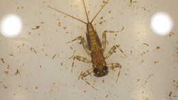 Image of Stenacron Mayfly