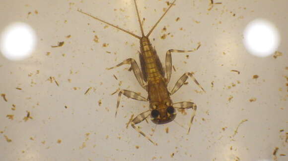 Image of Stenacron Mayfly