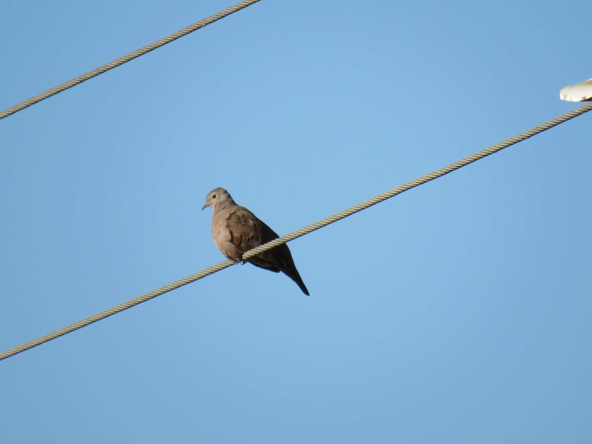 Image of Ruddy Ground Dove