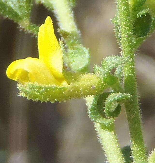 Image of Melolobium obcordatum Harv.