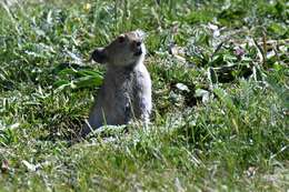 Image of Black-lipped Pika