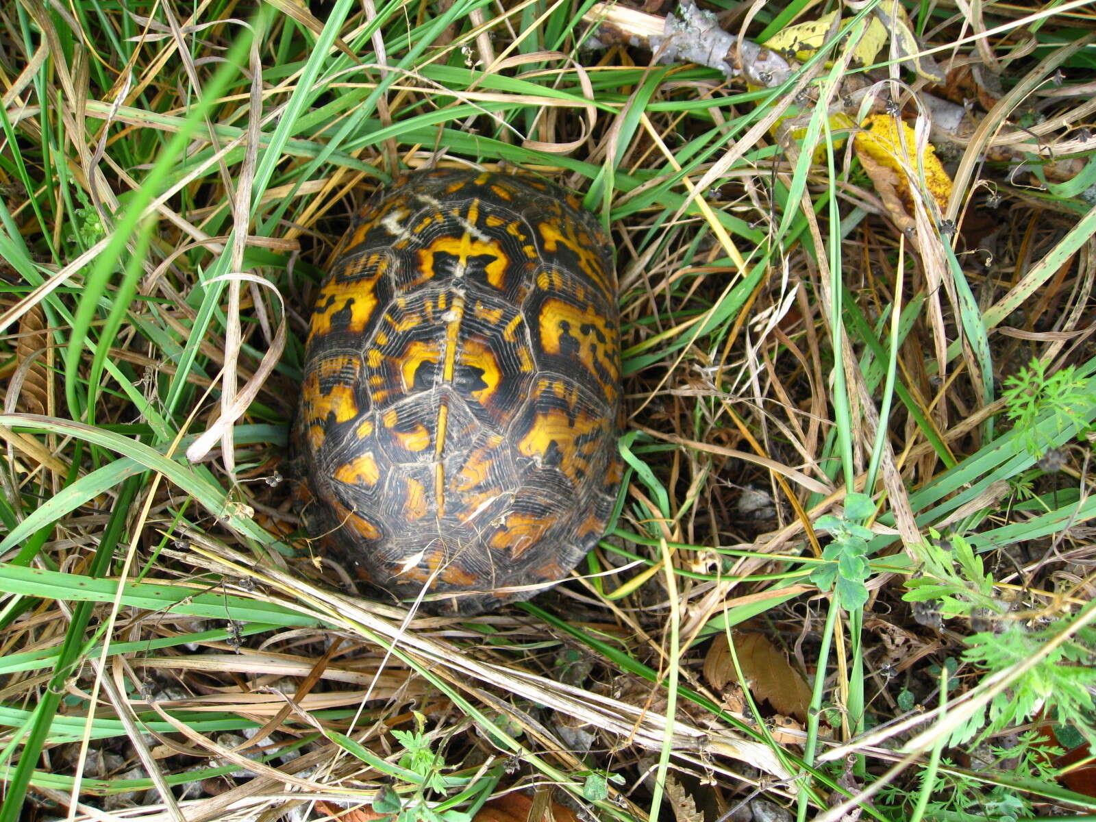 Image of Eastern box turtle