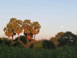 Image of toddy palm