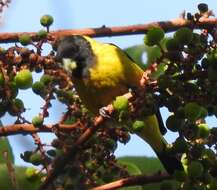 Image of Black-headed Siskin