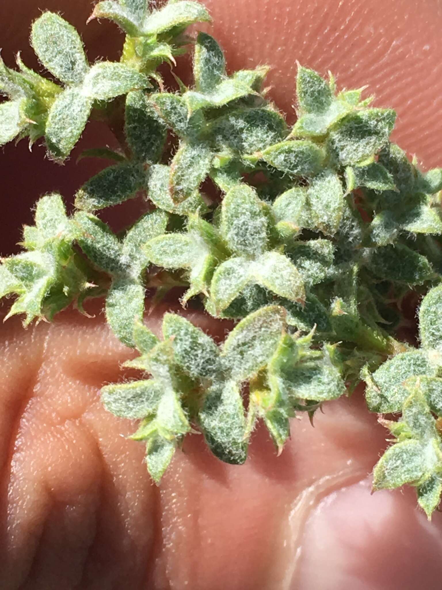 Image of wrinkled spineflower