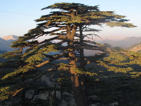 Image of Cedrus libani var. libani