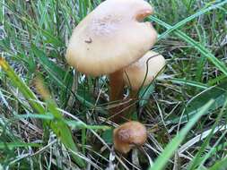 Image of Marsh Honey Fungus