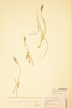 Image of Broad Blysmus
