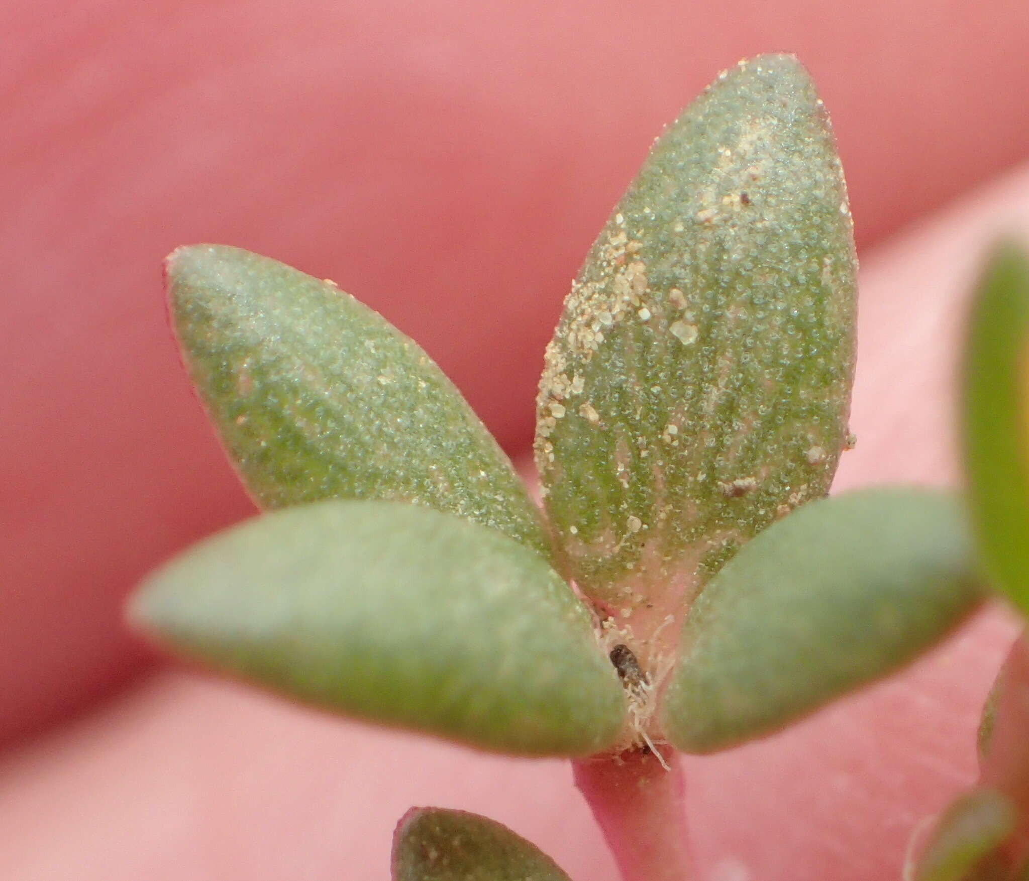 Sivun Portulaca quadrifida L. kuva