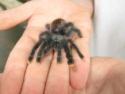 Image of Pinktoe tarantula