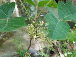 Imagem de Toxicodendron pubescens Mill.