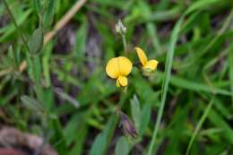 Image of Crotalaria bupleurifolia Cham. & Schltdl.