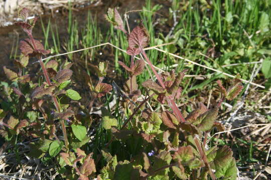 Image of Glechoma hirsuta Waldst. & Kit.