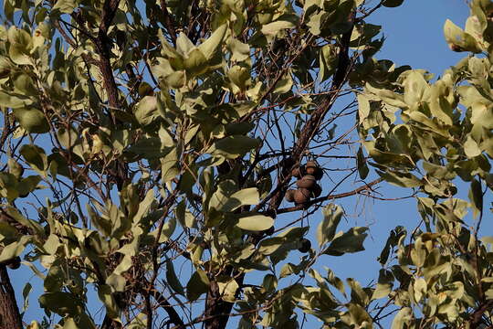 Image of Grevillea glauca Banks & Sol. ex Knight