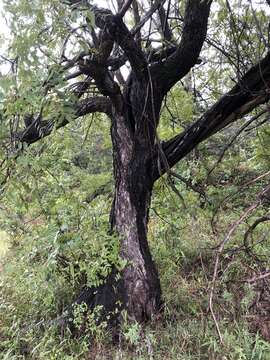 Image de Juglans microcarpa Berl.