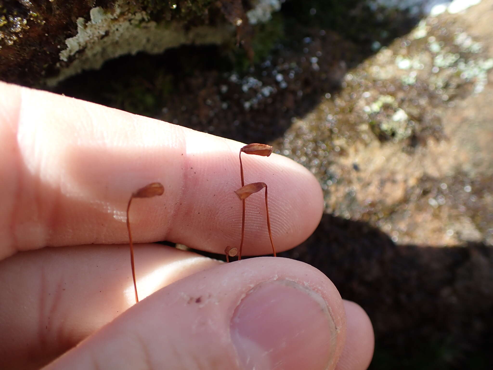 Image of Polytrichastrum ohioense G. L. Smith 1971