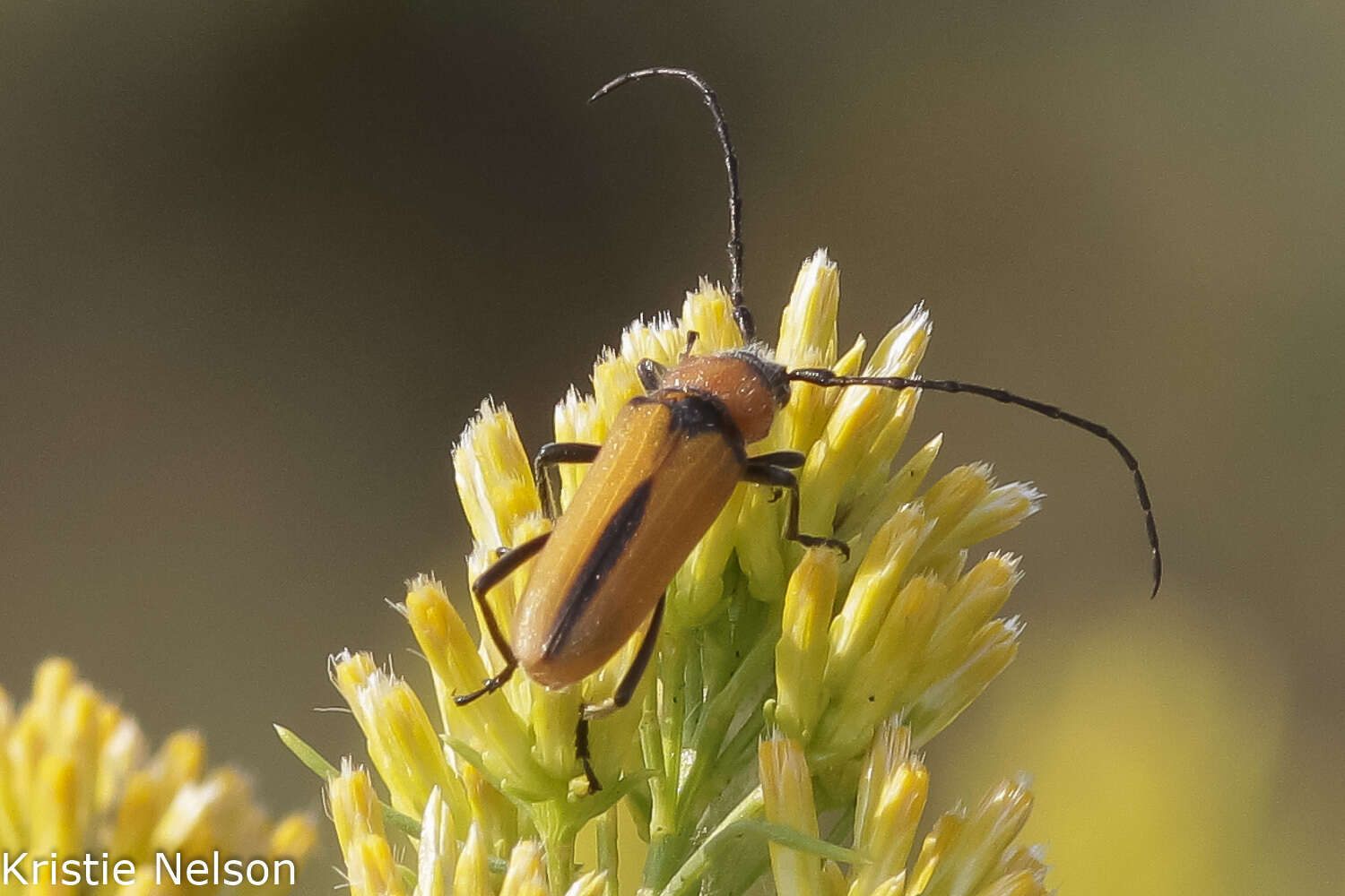 Imagem de Crossidius coralinus (Le Conte 1862)