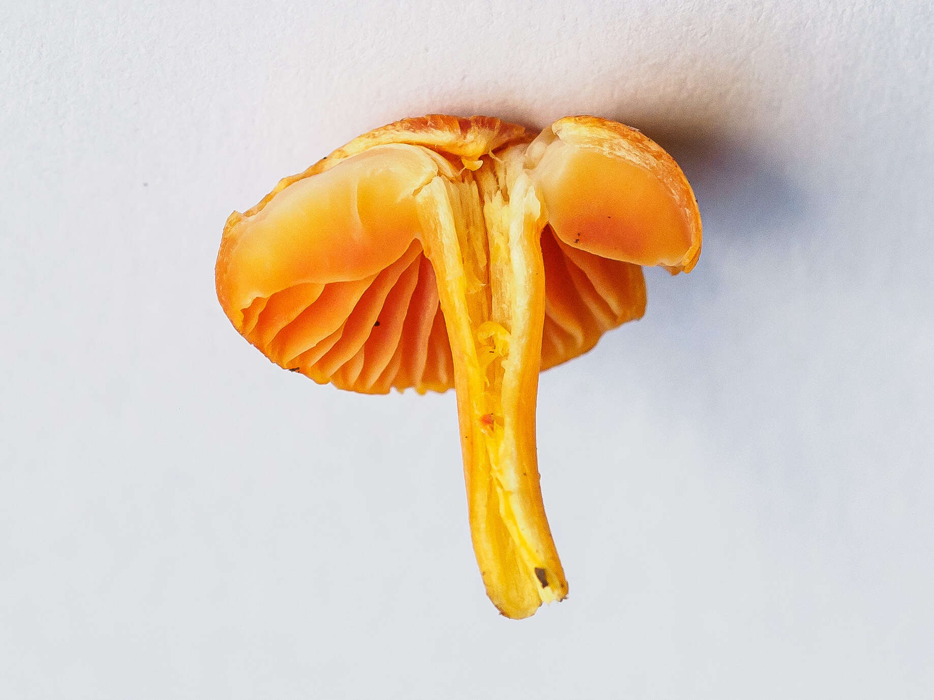 Sivun Hygrocybe calciphila Arnolds 1985 kuva