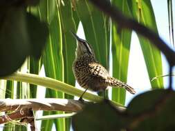 Image of Yucatan Wren