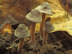 Inocybe petiginosa (Fr.) Gillet 1876 resmi