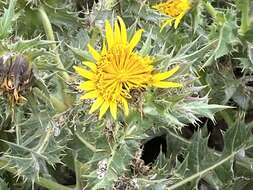 Image of Berkheya onopordifolia (DC.) Burtt Davy