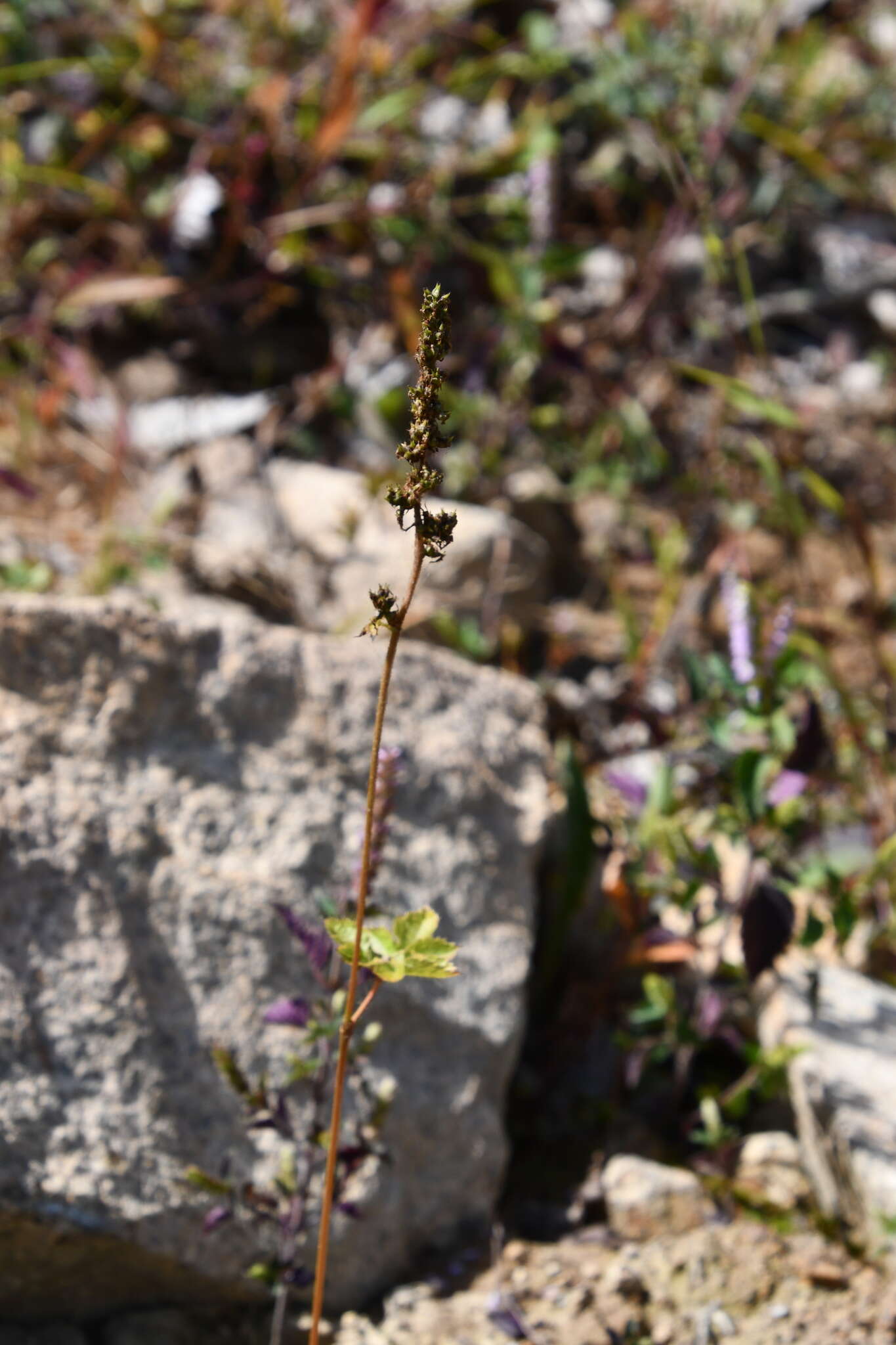 Image de Astilbe rubra Hook. & Thomson