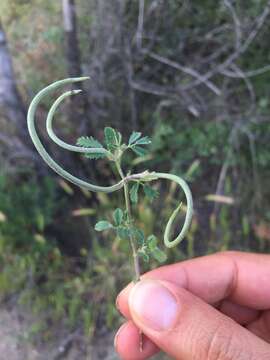 Image de Medicago monantha (C. A. Mey.) Trautv.