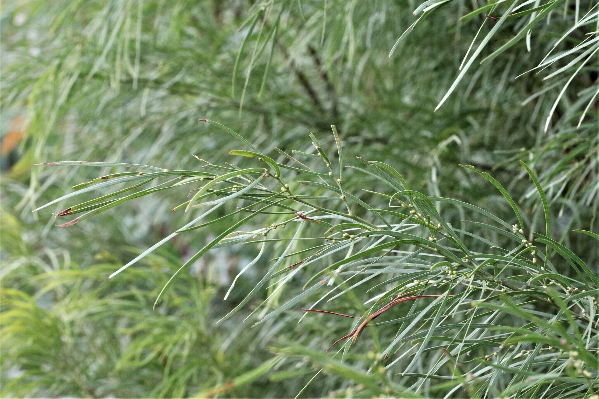 Image of bower wattle