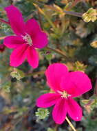 Image of Pelargonium sericifolium J. J. A. Van der Walt