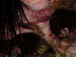 Image of Galapagos blue-banded goby