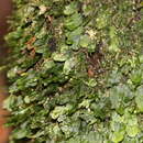 Image of Crepidomanes vitiense (Bak.) Bostock