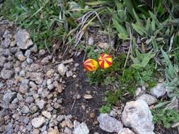 Image of Gentianella hirculus (Griseb.) Fabris