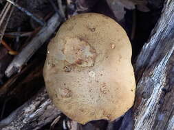 Image de Boletus ferrugineus Schaeff. 1774