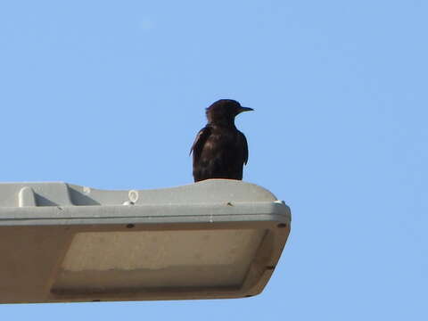 Image of Black Wheatear