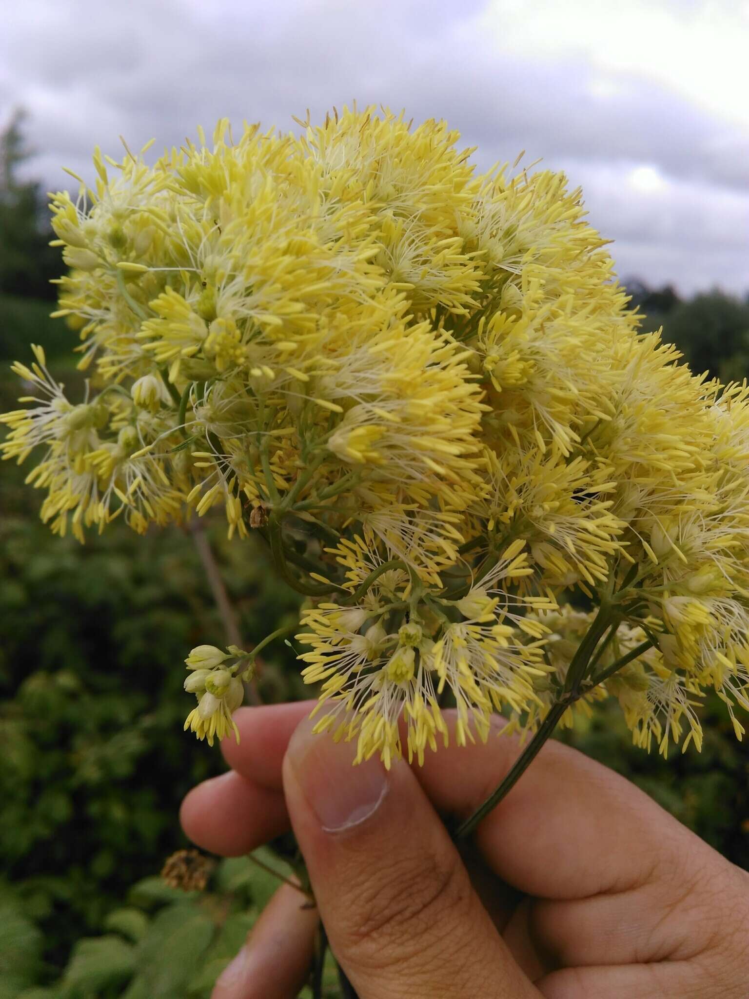 Thalictrum speciosissimum L. resmi