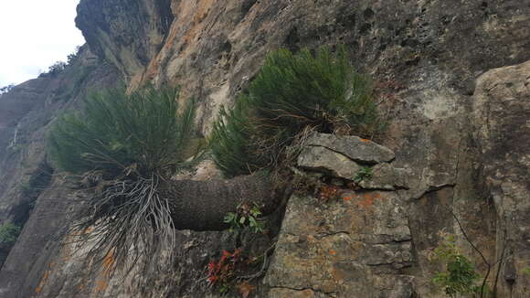 Image of Drakensberg Cycad