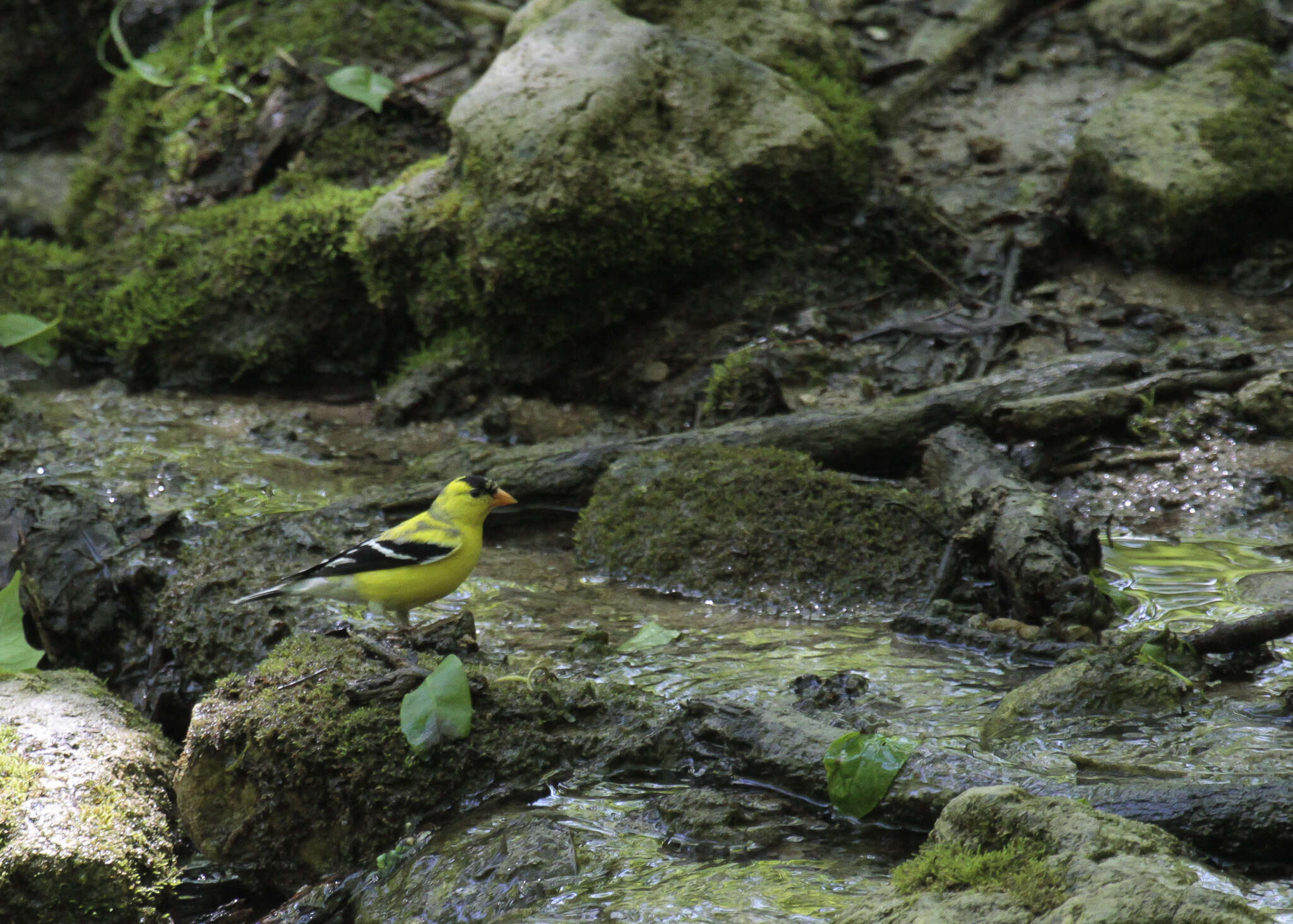 Image of American Goldfinch