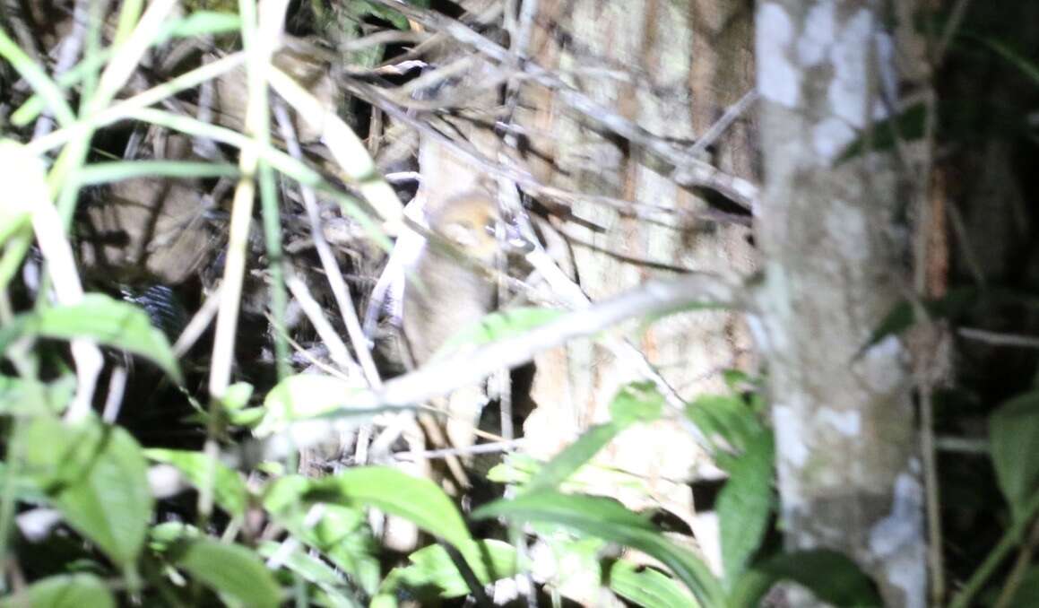 Image of Goodman's Mouse Lemur