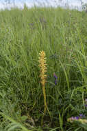 Слика од Orobanche alsatica subsp. libanotidis (Ruprecht) Pusch